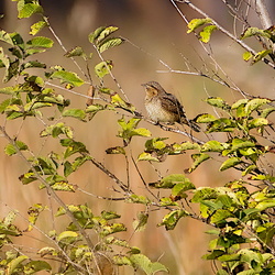Picidae