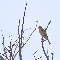 Emberizidae