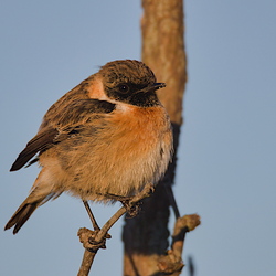Muscicapidae