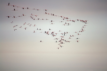 Camargue (13)