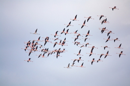 Camargue (13)