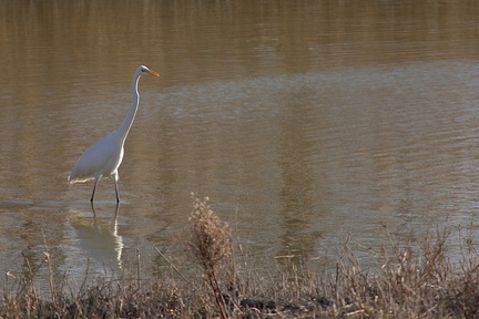 Camargue (13)