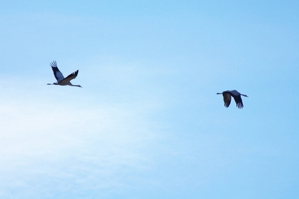 Camargue (13)