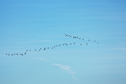 Camargue (13)