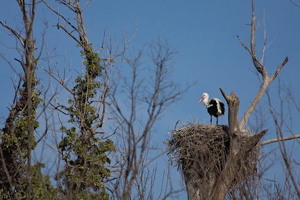 Camargue (13)