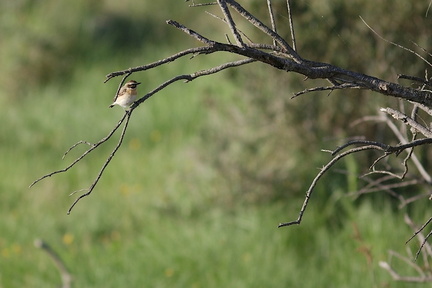 Camargue (13)