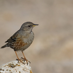 Prunellidae