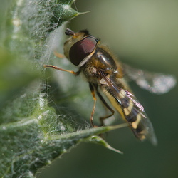 Scaeva pyrastri