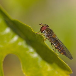 Episyrphus balteatus