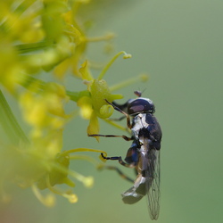 Syritta pipiens