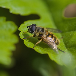 Myathropa florea