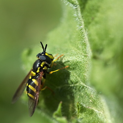 Chrysotoxum intermedium