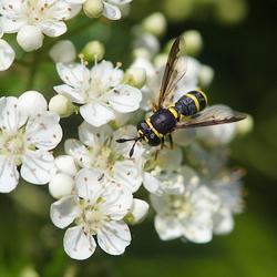 Ceriana vespiformis