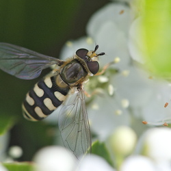 Eupeodes corollae