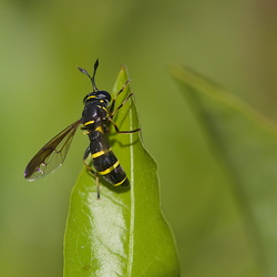 Ceriana conopsoides