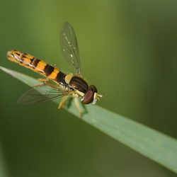Sphaerophoria scripta