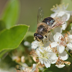 Eristalis tenax