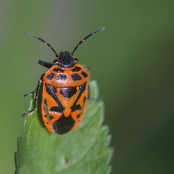 Eurydema ornata