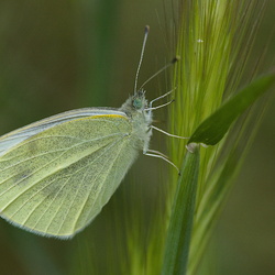 Pieris rapae