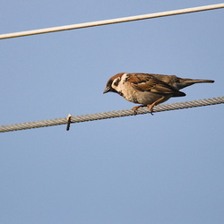 Passeridae