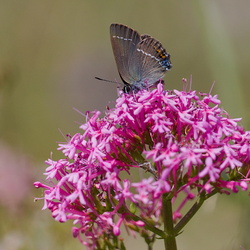 Satyrium spini