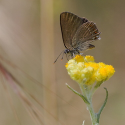 Satyrium esculi