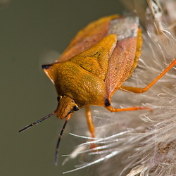 Carpocoris mediterraneus atlanticus