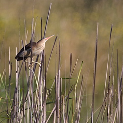 Ardeidae