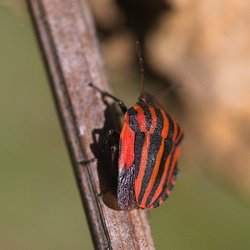 Graphosoma italicum italicum