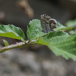 Cacyreus marshalli