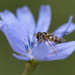 Dasysyrphus albostriatus