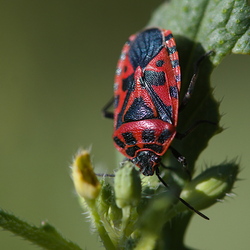 Eurydema ventralis