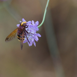 Volucella zonaria