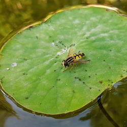 Helophilus trivittatus