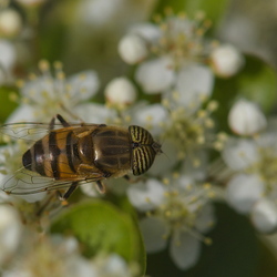 Eristalinus taeniops