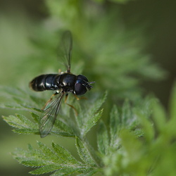 Paragus sp
