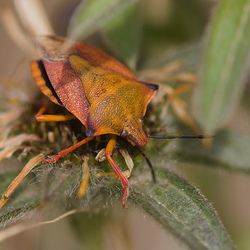 Carpocoris sp