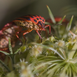 Graphosoma semipunctatum