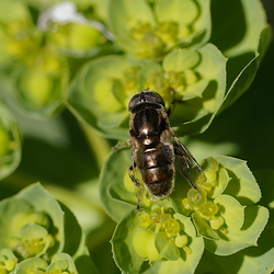 Eristalinus aeneus