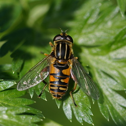 Helophilus pendulus