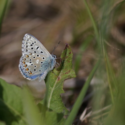Lysandra bellargus