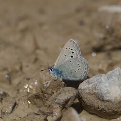 Glaucopsyche melanops
