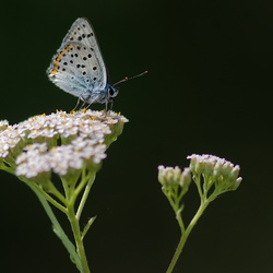 Lycaena alciphron gordius