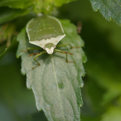 Nezara viridula
