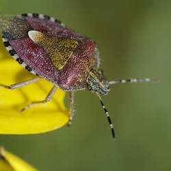 Dolycoris baccarum