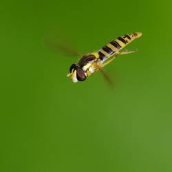 Sphaerophoria sp