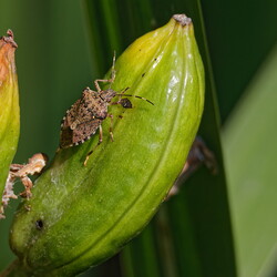 Halyomorpha halys