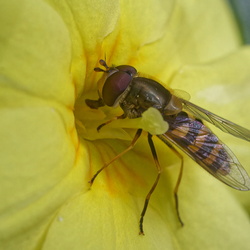 Syrphus ribesii