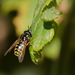 Chrysotoxum sp