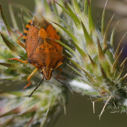 Carpocoris pudicus